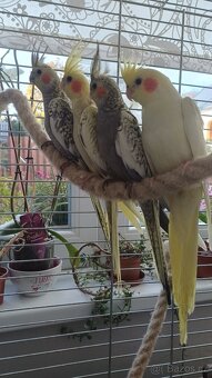 Korely k ochočení - 2