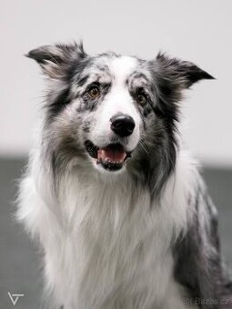 Nabídka ke krytí - border kolie - 2