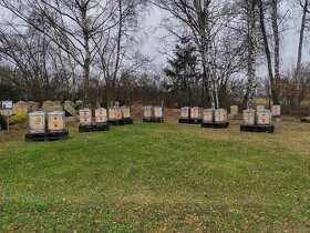 včelí med květový, smíšený, tmavý, pastovaný - 2