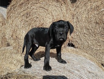 Cane Corso ihned k odběru - 2