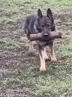 Nemecký ovčiak - 2