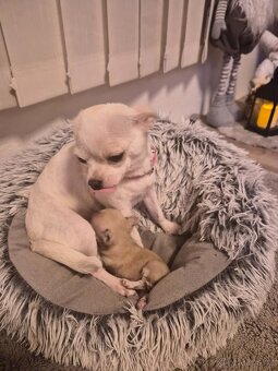 Prodám štěně minicivavy - 2