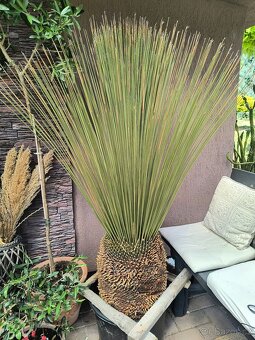 Sabal brazoriensis yucca juka - 2