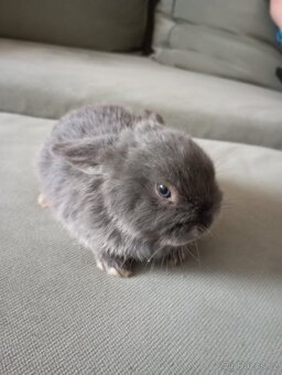 Zakrslý beránek králíček - 2