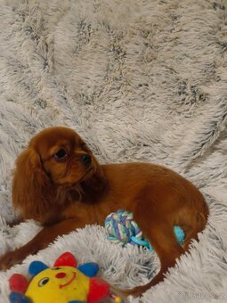 Kavalír King Charles Španěl - 2