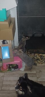 Zakrslý králík - 2