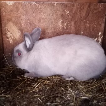 Siamský velký modrý - 2