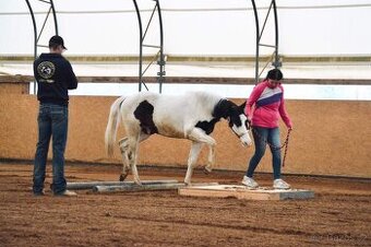 Hřebečci,Valášek American Paint Horse - 2