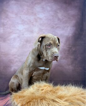 AMERICAN BULLY XL - poslední pejsek - 2