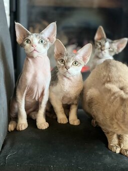 Devon rex koťátka s PP - 2