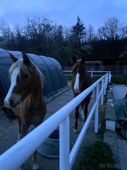 Welsh pony B - 2