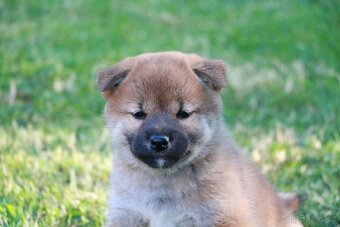 Shiba inu s PP - 2