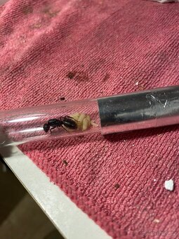 Camponotus vagus - 2