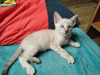 Serengeti cat - 2