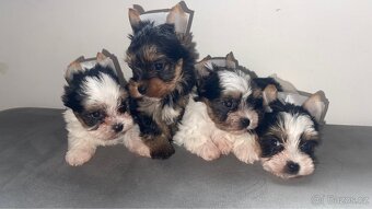 Jorkšírský biewer teriér - 2