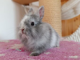 Zakrslí králíčci - mláďata - 2