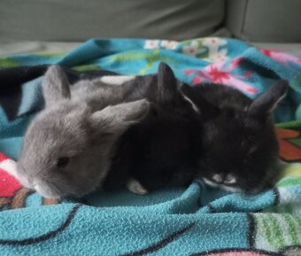 Zakrslý beránek králíček - 2