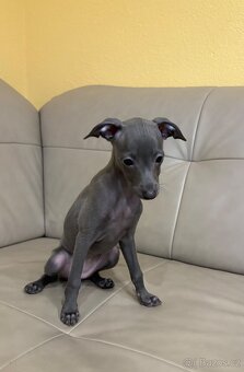 Italský chrtík - 2