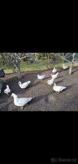 Kachny a kačeři - 2