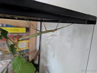 Strašilky Pakobylka rohatá - 2