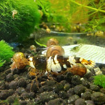 Prodám akvarijní krevetky - 2