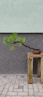 Bonsai, bonsaj, borovice v misce - 2