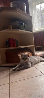 Britská koťata - 2