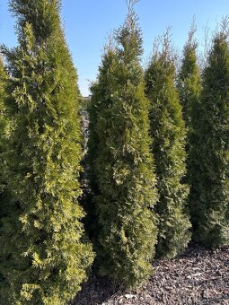 Thuje smaragd - 2