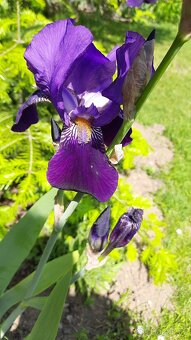 Tmavě fialový kosatec - 2