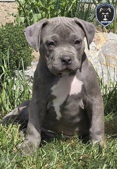 Fenka American Bully XL k odběru - 2