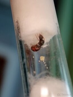 Mravenec drnový (Tetramorium sp.) - 2