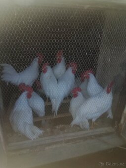 Kohout leghorn - 2