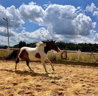 Paint horse naprodej - 2