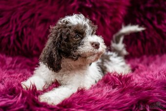Lagotto romagnolo s PP (italský vodní pes) - 2