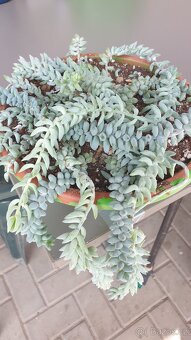 Sedum burrito a morganium - 2