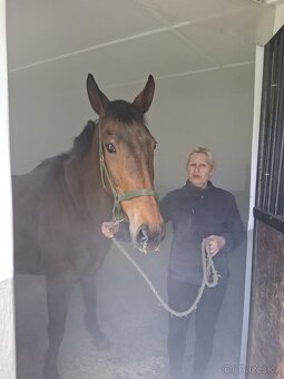 Solné terapie pro koně - 2