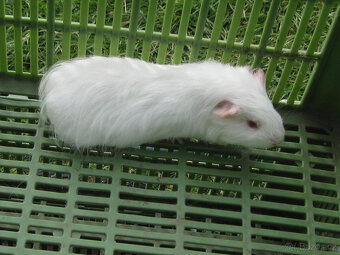 Morčata k chovu a na mazlení - 2