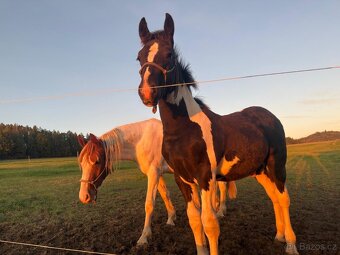Barock pinto X Welsh Cob - 2