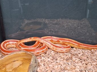 Užovka červená (Amel Tessera) – samička 2 roky - 2