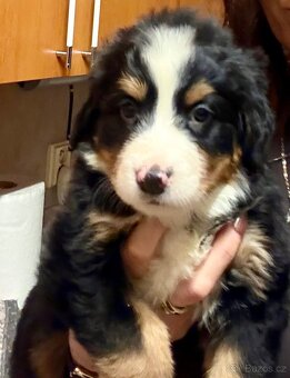 Bernský salašnický pes - štěňátko - 2