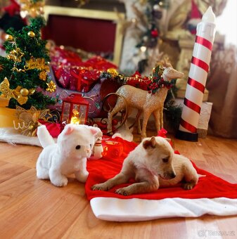 Štěně Čivava x Jack Russell - 2