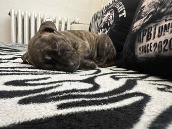 Americký pitbulteriér - 2