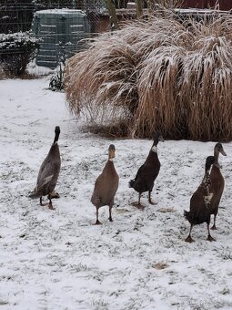 Kachny samice Indického běžce - 2