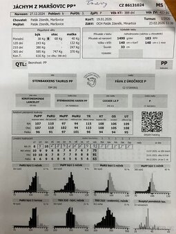 Plemenný býk Simentál Masný - 2