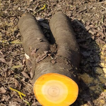 Kmen Višen či kousky pro kutily + ořech - 2