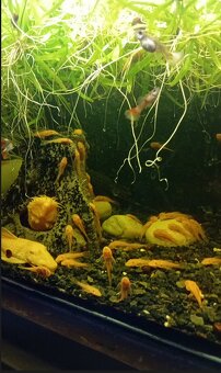 ANCISTRUS - DARUJI - 2
