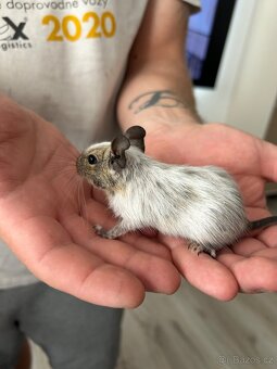 Osmak degu - 2