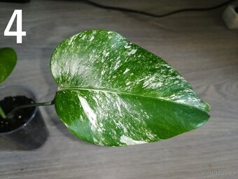 Monstera Deliciosa Albo variegata - 2