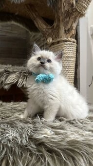 Ragdoll koťata - 2