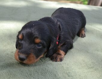 Jezevčík dlouhosrstý standardní - 2